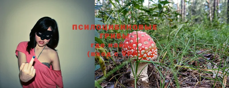 hydra рабочий сайт  Махачкала  Псилоцибиновые грибы Psilocybe 